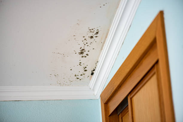 Tashua, CT Mold Remediation Company