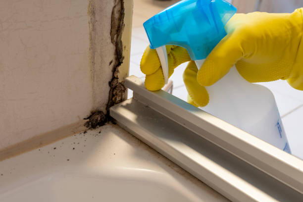 Best White Mold Remediation in Tashua, CT