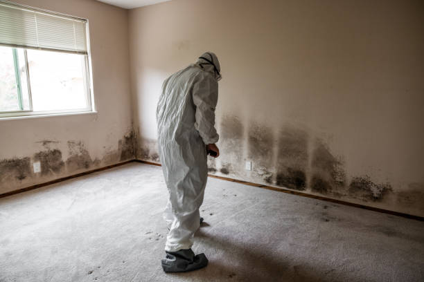 Best Emergency Mold Remediation in Tashua, CT