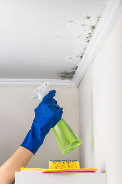 Best Kitchen Mold Remediation in Tashua, CT